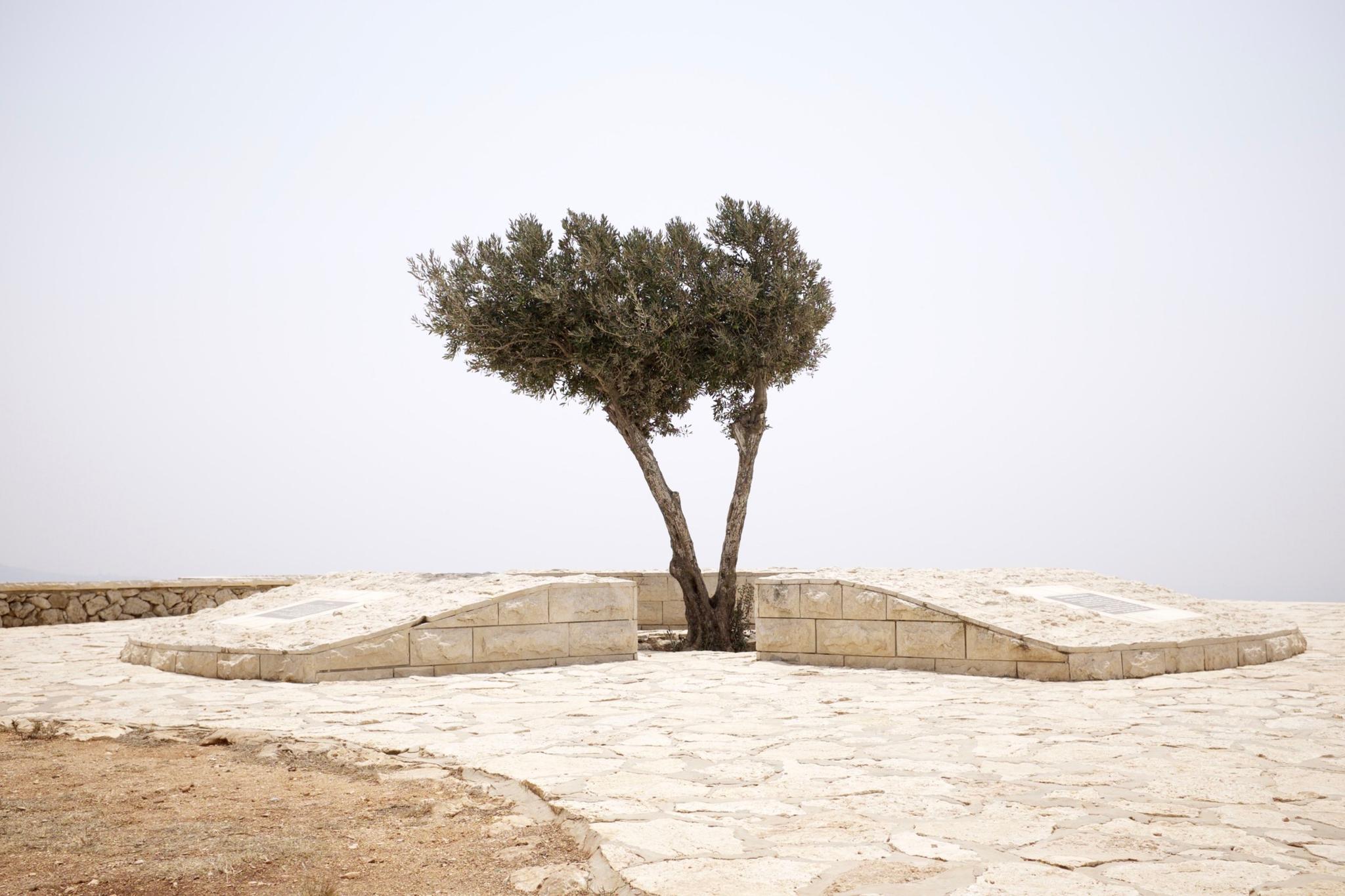 A solitary tree stands in the center of a paved area with two curved stone benches on either side, set against a hazy, overcast sky